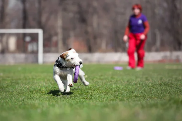 Dog catches a purple circle for the dog games.
