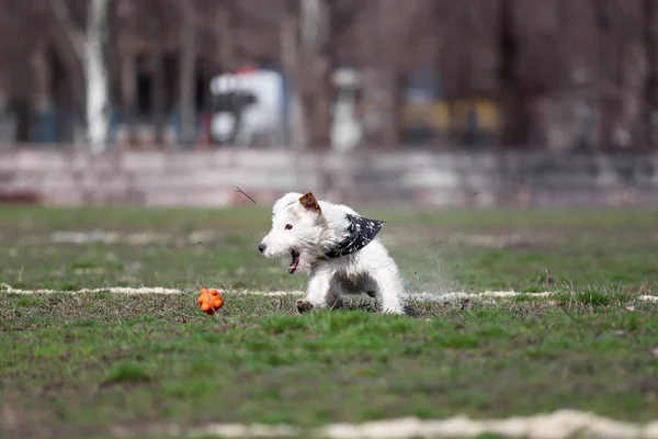 The dog catches the ball. Jack Russell Terrier plays a toy for dogs.