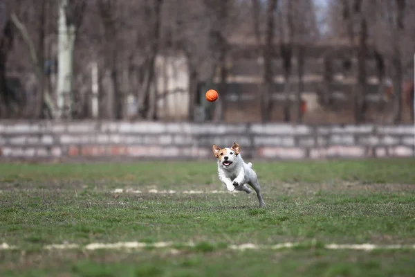 Dog Catches Ball Jack Russell Terrier Plays Toy Dogs — Stock Photo, Image