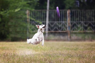 Köpek bir çektirme atlama yakalar
