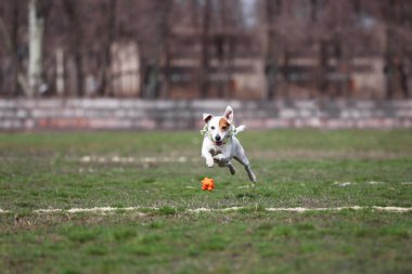 Köpek oyuncakla oynuyor.. 