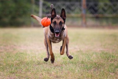 Köpek oyuncakla oynuyor.. 