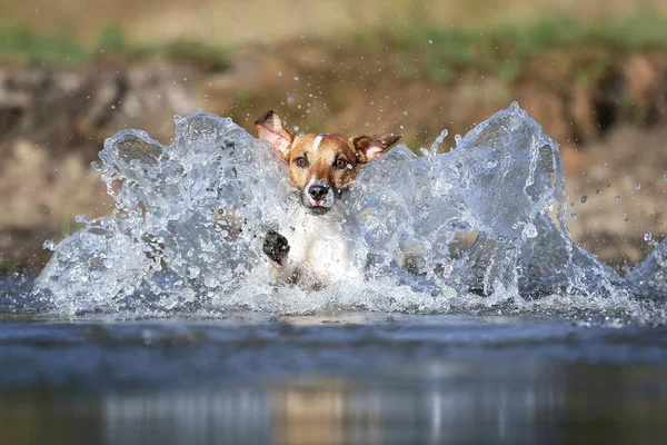 犬は水を通って走る — ストック写真