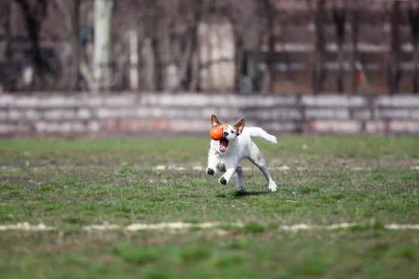 Chien Attrape Balle Dans Saut — Photo