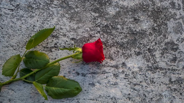 Lonely red rose on a white wall