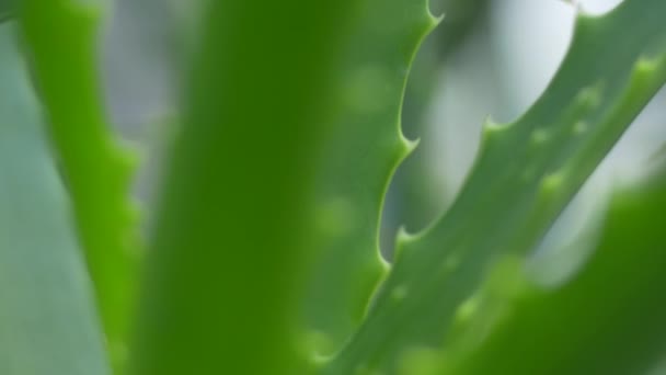 Detailní Záběr Makro Aloe Vera Listů Zeleným Pozadím — Stock video