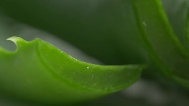 Makro pan Aloe Vera yakından kesik yapraklar