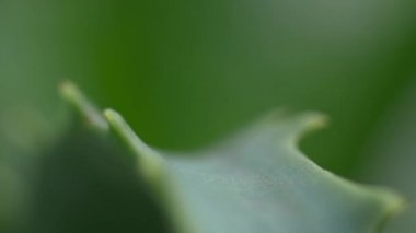Aloe Vera yaprağı odak vardiya bitki için makroyu kapatın