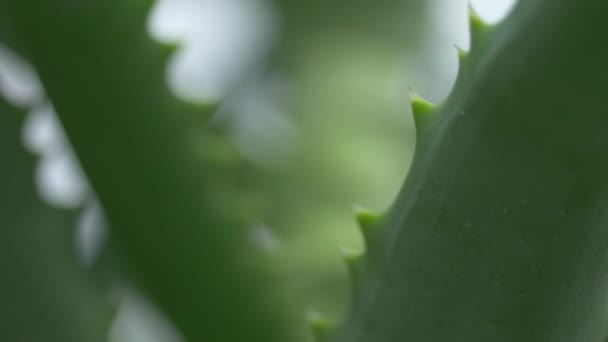 Gros Plan Sur Aloe Vera Feuilles Entre Nœuds Végétaux — Video