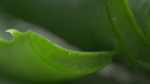 Εσωτερικη Μακροεντολή Τηγάνι Της Aloe Vera Φύλλα Κομμένα — Αρχείο Βίντεο