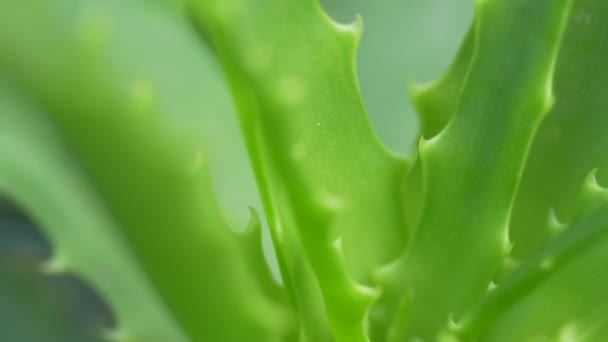 Close Pan Shot Aloe Vera Núcleo Planta — Vídeo de Stock