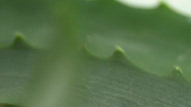 Makro Aloe Vera yakından yapraklar ve ayrıntı odak vardiya kesti