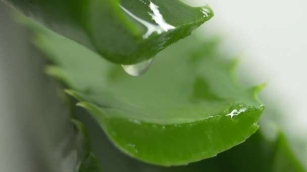 Close Macro Aloe Vera Juice Dropping Aloe Vera Leaf Cut — Stock Video