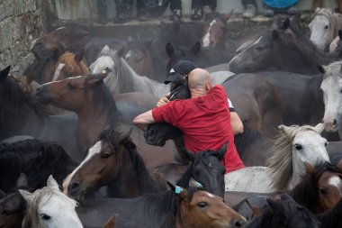 Vahşi atları olan adam.