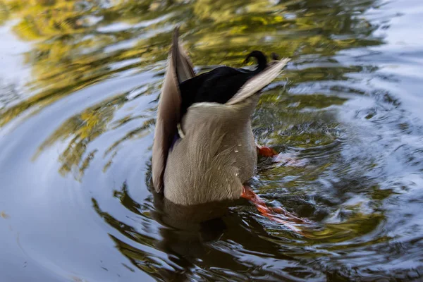 Amazing mallard duck swims in lake  with blue water under sunlight landscape