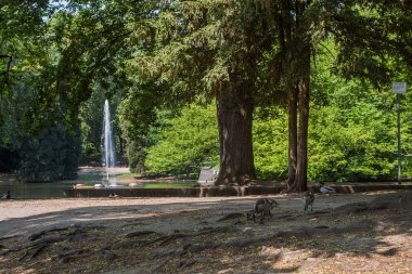 Yeşil çim tarlası, yeşil ağaç bitkisi, mavi gökyüzü ve gölü olan güzel bir park yeri.