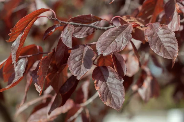 Herfstbladeren Tegen Het Zonlicht Achtergrond Wazig Blauwe Hemel — Stockfoto