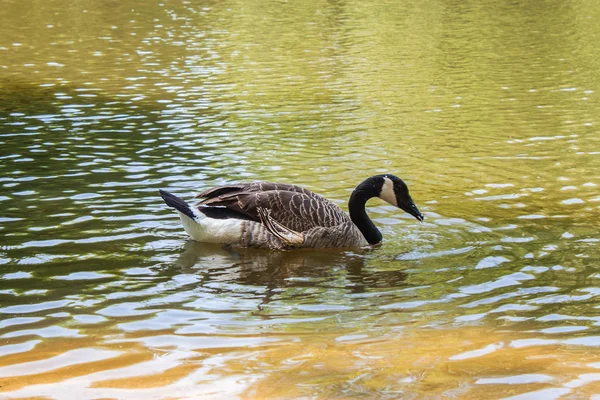 Kanadai Lúd Úszás Egy Kis Park — Stock Fotó