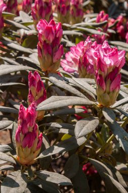 Ormangülü kırmızı çiçek park üzerinde çiçek açan taze