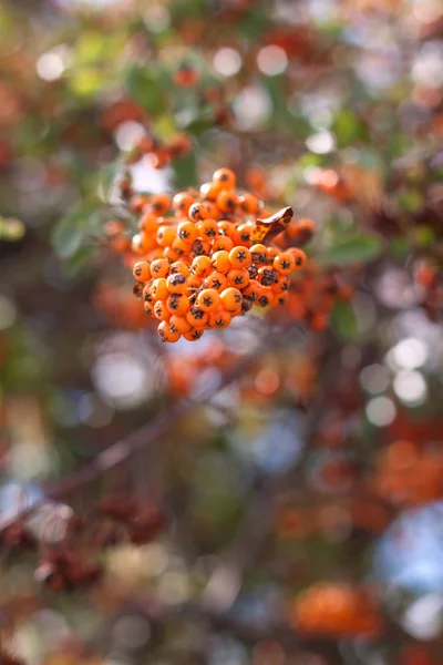 Oranje Bessen Met Groene Blaadjes Een Zonnige Dag — Stockfoto