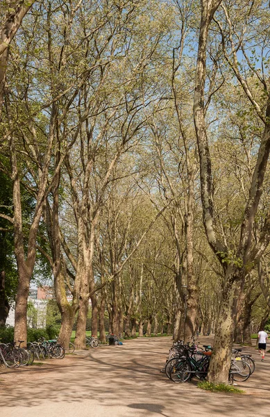 Güzel park sahne yeşil çim alanlar, bir bitki, ağaç ve bisiklet ile ortak bir parkta