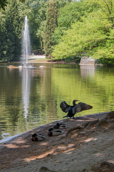 Great Black Cormorant Ducks Rest Edge Lake — Stock Photo, Image