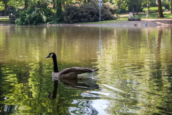 Kanadai Lúd Úszás Egy Kis Park — Stock Fotó