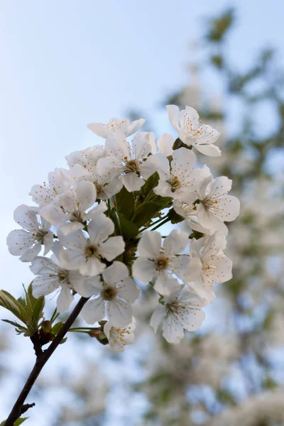 Çiçeği ağacının bahar zaman işareti olarak