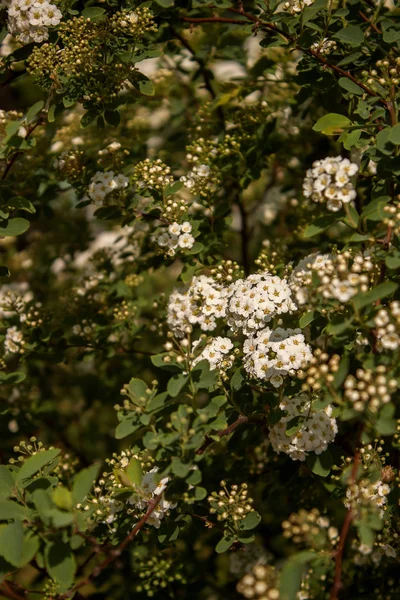 Ramo Pequeñas Flores Blancas Hojas Verdes —  Fotos de Stock