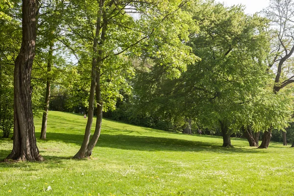 Kamu parki yeşil çim alan, yeşil ağaç bitki ve mavi gökyüzü ile sahnede güzel park