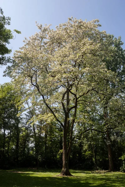 Kamu parki yeşil çim alan, yeşil ağaç bitki ve mavi gökyüzü ile sahnede güzel park