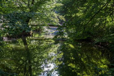 Çim, ağaçlar, su ve suda ağaçların yansıması kamu parki sahnede güzel park