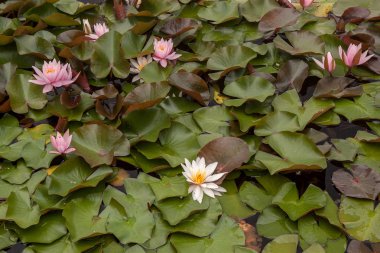 Sudaki nilüfer çiçekleri ve arka planda yapraklar.