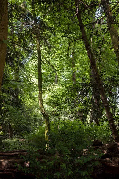 Bela Cena Parque Parque Público Com Campo Grama Verde Planta — Fotografia de Stock