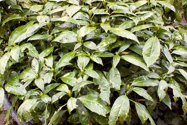 Green leaves in the natural environment, pattern background