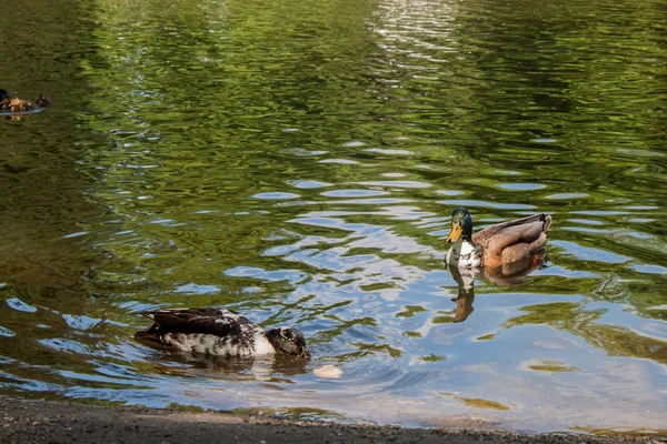 Prachtig Natuurlandschap Met Schattige Eenden Genieten Het Meer — Stockfoto