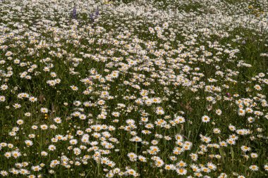 beyaz çiçekler ve yeşil çimenler