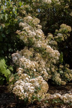 küçük beyaz çiçekler 