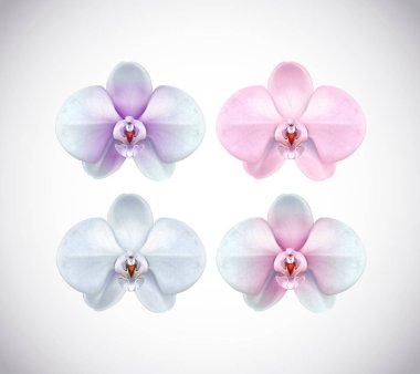 Arka plan üzerinde izole güzel beyaz, pembe, mor ve mavi orkide set çiçek portre. Koleksiyonu