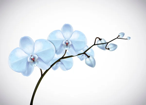 Bellissimi Fiori Orchidee Blu Tre Giorni Ramo Isolato Sullo Sfondo — Foto Stock