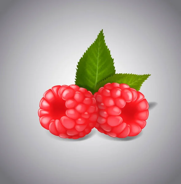 Ripe Raspberry Fruits Isolated White Background Vector Green Leaves Berries — Stock Vector