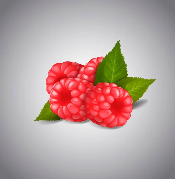 Ripe Raspberry Fruits Isolated White Background Vector Green Leaves Berries — Stock Vector