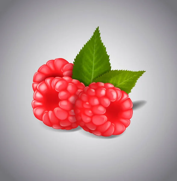 Buah Raspberry Matang Diisolasi Dengan Latar Belakang Putih Daun Hijau - Stok Vektor