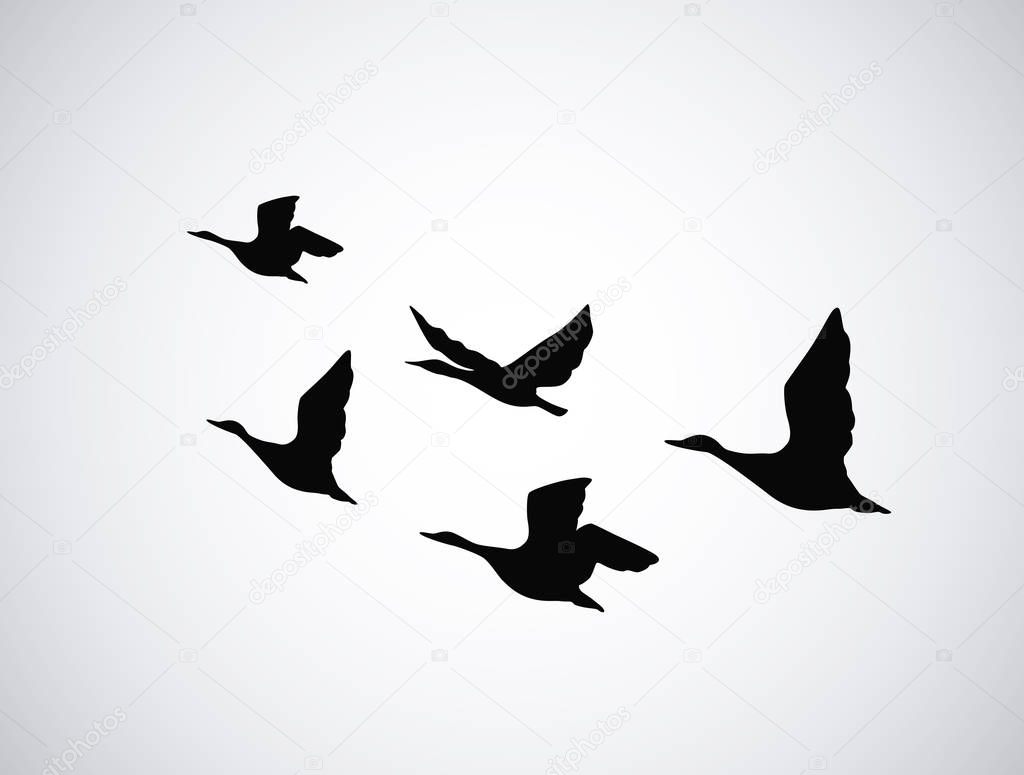 Vector silhouette flying birds, ducks on white background. Tattoo