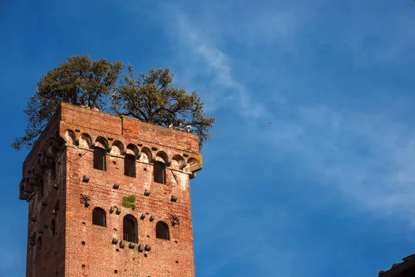 Lucca Italia Abril 2018 Famosa Característica Torre Guinigi Medieval Con — Foto de Stock