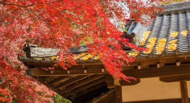 Sonbahar Japonya. Güzel kırmızı akçaağaç yaprakları eski geleneksel çatı ile