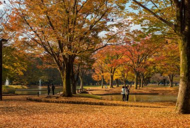 Tokyo, Japonya, 15 Kasım 2017 - sonbahar ve yeşillik Yoyogi Park