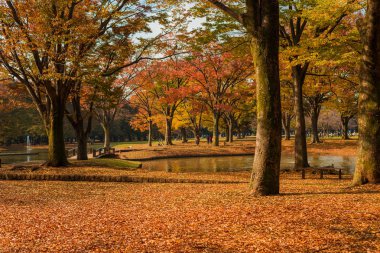 Tokyo, Japonya, 15 Kasım 2017 - sonbahar ve yeşillik Yoyogi Park