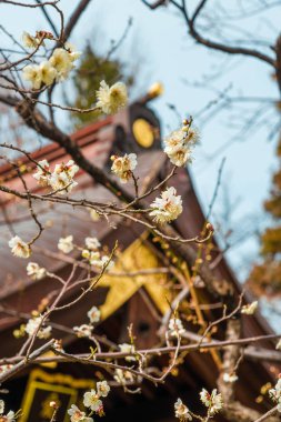 Tokyo, Japonya, 14 Şubat 2019 - Japonya'da bahar geldi. Kış sonu ve ilkbahar başlangıcı Tokyo Atago tapınak Shogun ağaç Erik çiçeği çiçek açan işaretler