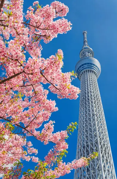 Tokyo, Japonsko, 13 března 2019 - Tokyo Skytree věž s třešňový květ — Stock fotografie